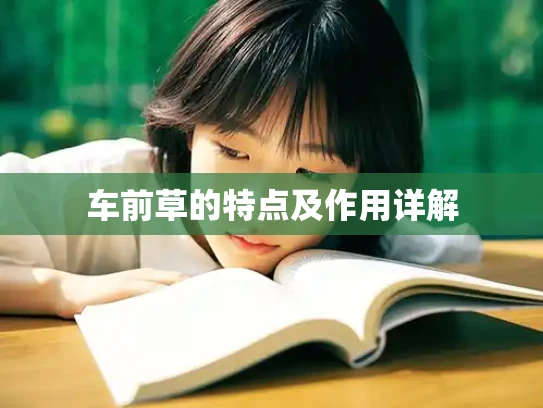 车前草的特点及作用详解